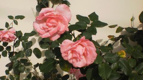 Há pessoas que choram …