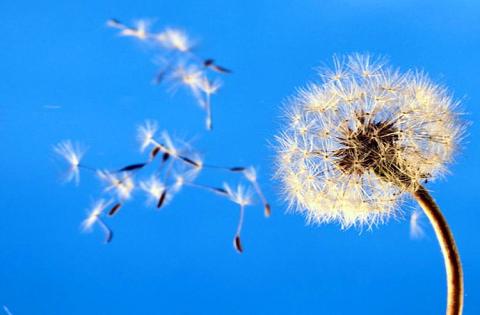 Um balanço ao vento …