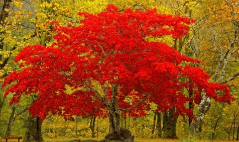 Que bela seria a vida…