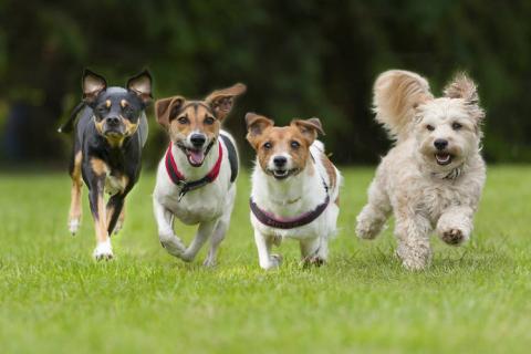 Os cães como todos os seres viventes…