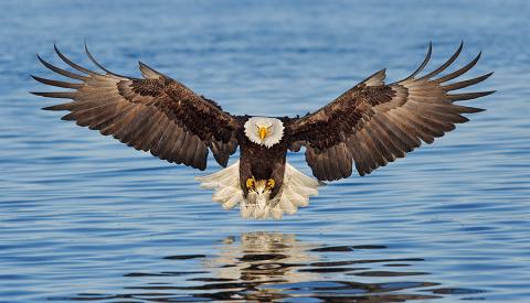 A Águia de Asas Partidas ﻿